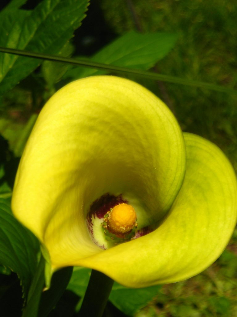 Zantedeschia Elliottiana